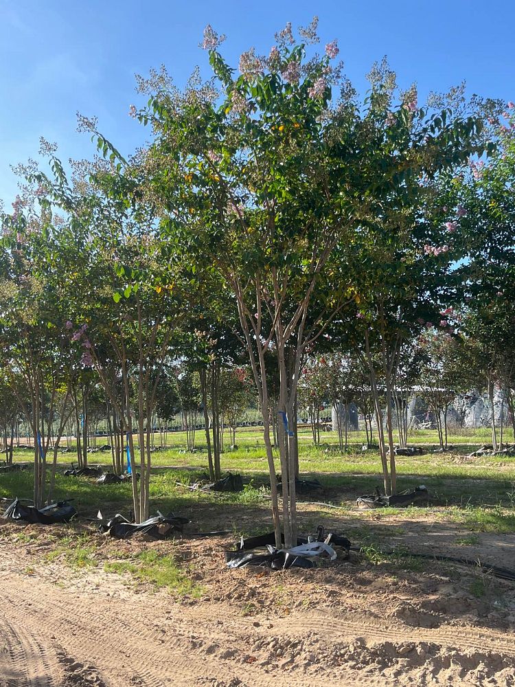 lagerstroemia-fauriei-muskogee-japanese-crape-myrtle