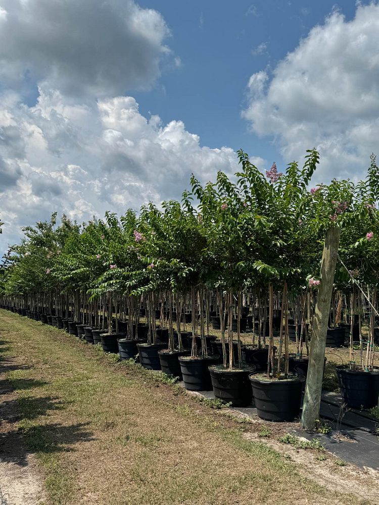 lagerstroemia-fauriei-muskogee-japanese-crape-myrtle