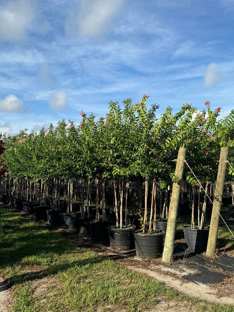 lagerstroemia-fauriei-muskogee-japanese-crape-myrtle