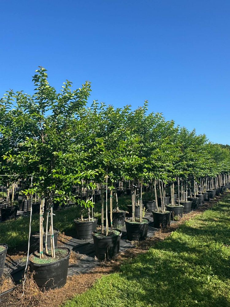 lagerstroemia-fauriei-muskogee-japanese-crape-myrtle