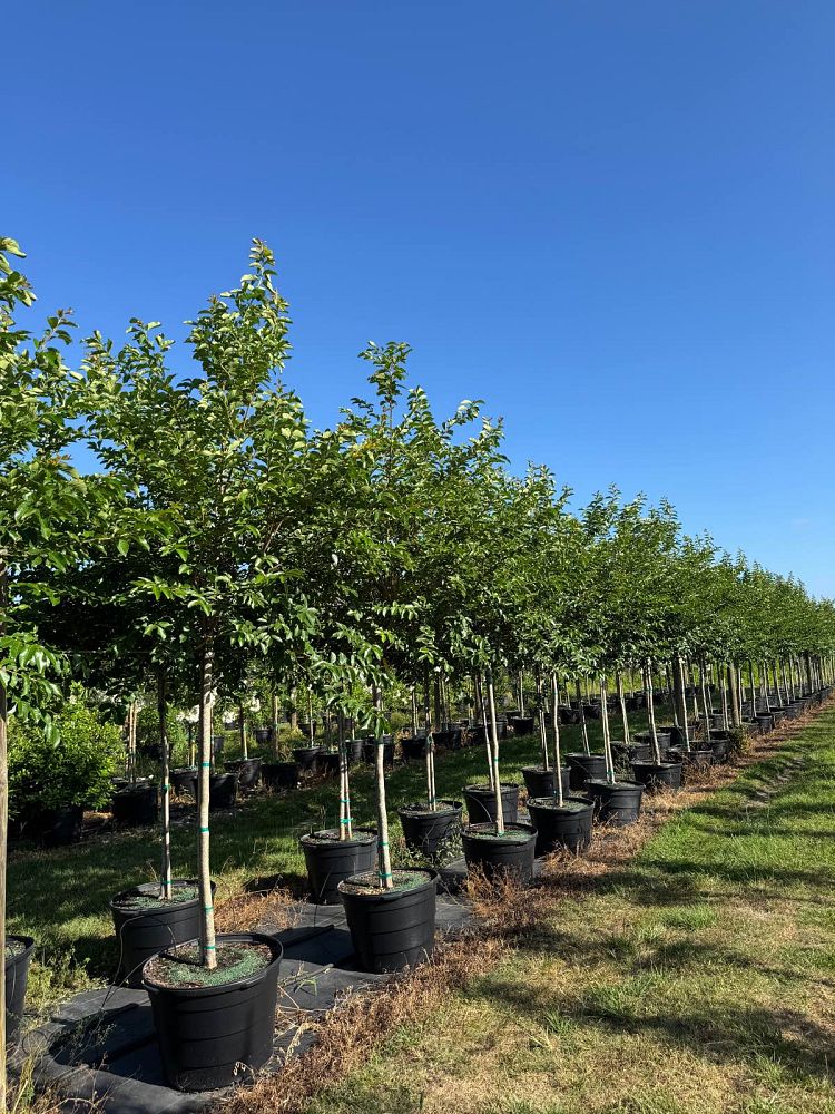 lagerstroemia-fauriei-muskogee-japanese-crape-myrtle