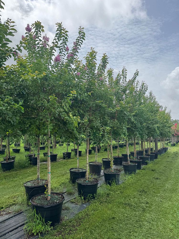 lagerstroemia-fauriei-muskogee-japanese-crape-myrtle