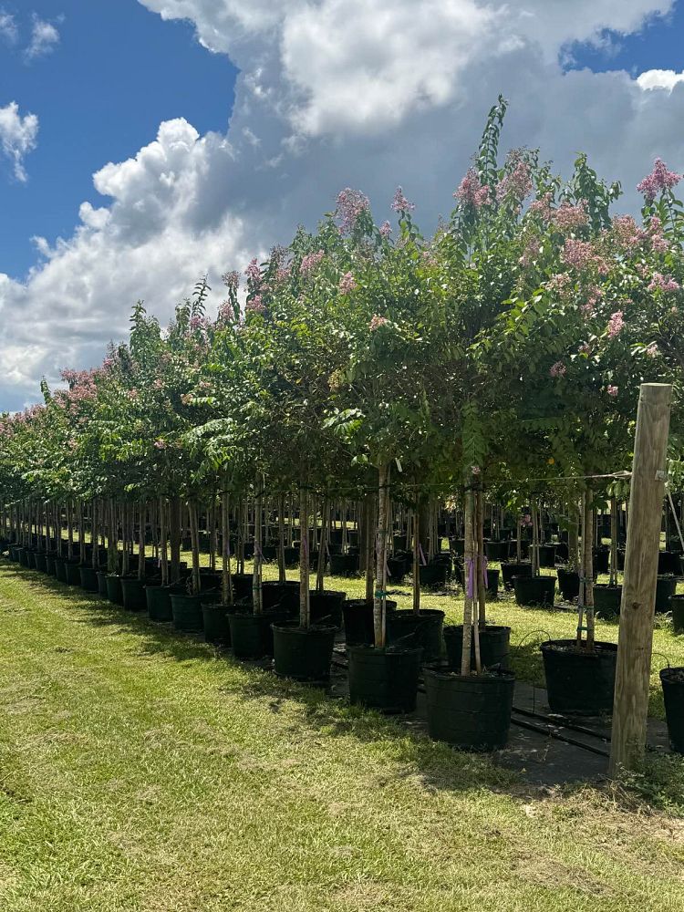 lagerstroemia-fauriei-muskogee-japanese-crape-myrtle