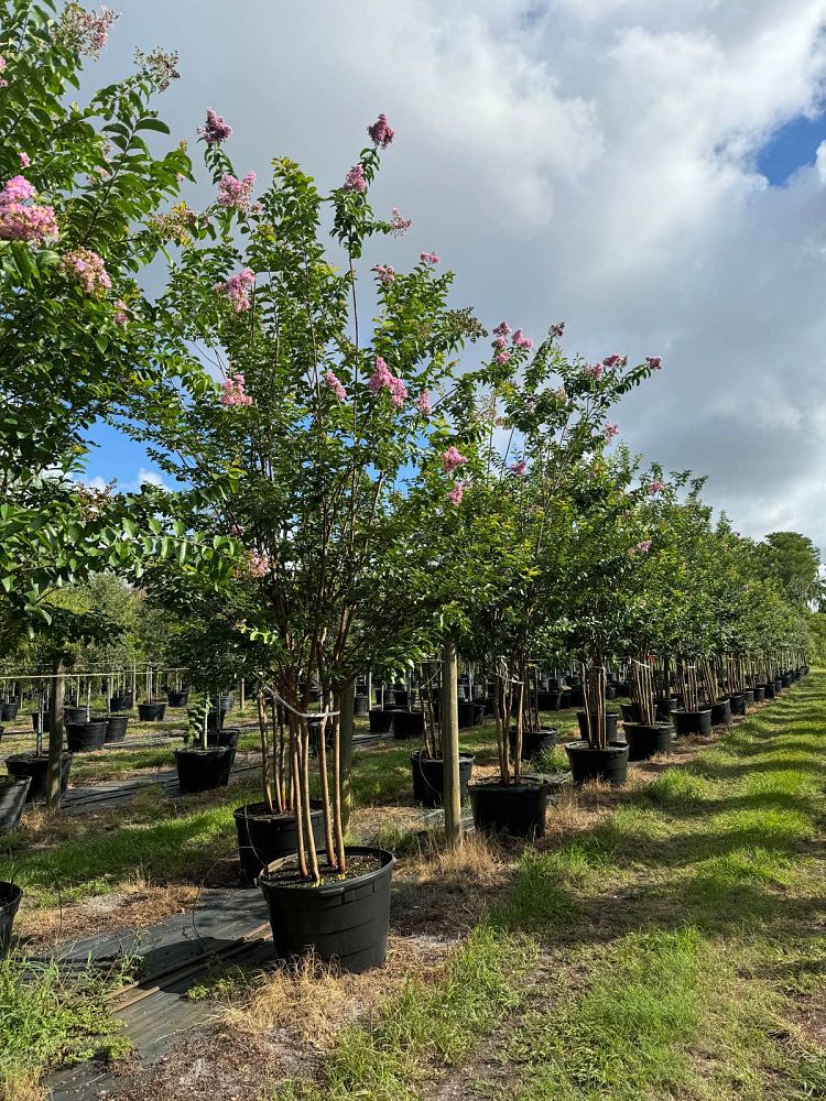 lagerstroemia-fauriei-muskogee-japanese-crape-myrtle