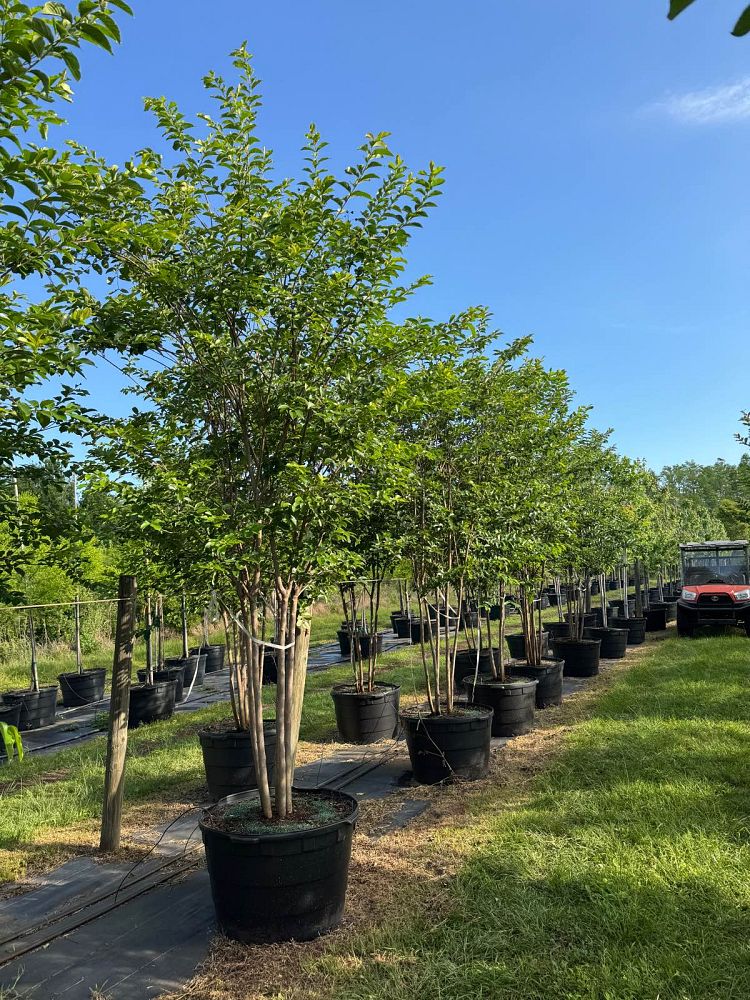 lagerstroemia-fauriei-muskogee-japanese-crape-myrtle