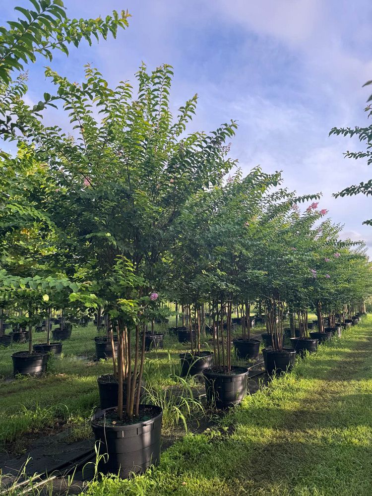 lagerstroemia-fauriei-muskogee-japanese-crape-myrtle