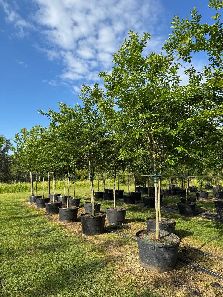 lagerstroemia-fauriei-muskogee-japanese-crape-myrtle