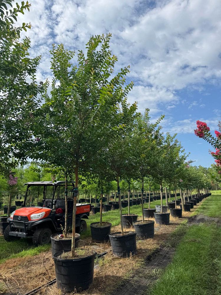 lagerstroemia-fauriei-muskogee-japanese-crape-myrtle