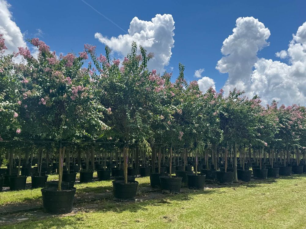 lagerstroemia-fauriei-muskogee-japanese-crape-myrtle