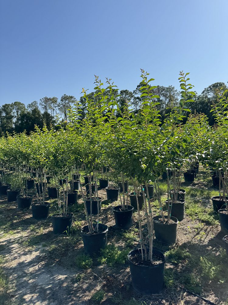 lagerstroemia-fauriei-muskogee-japanese-crape-myrtle