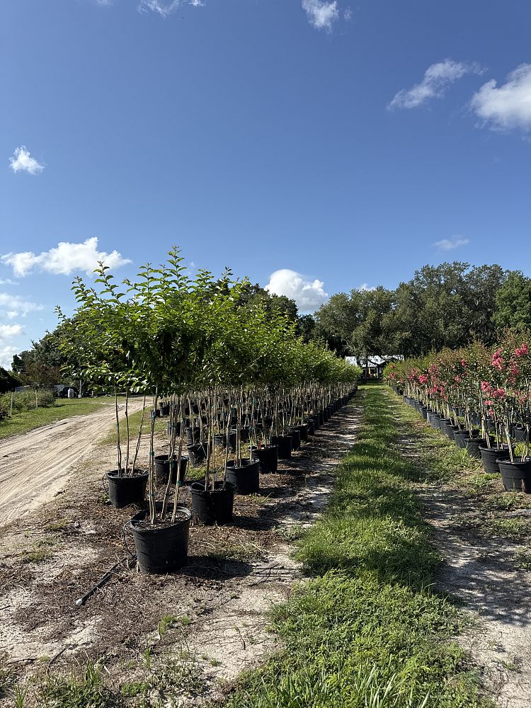 lagerstroemia-fauriei-muskogee-japanese-crape-myrtle