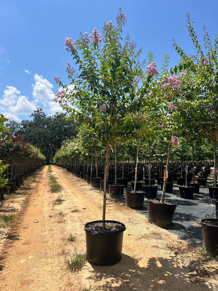 lagerstroemia-fauriei-muskogee-japanese-crape-myrtle