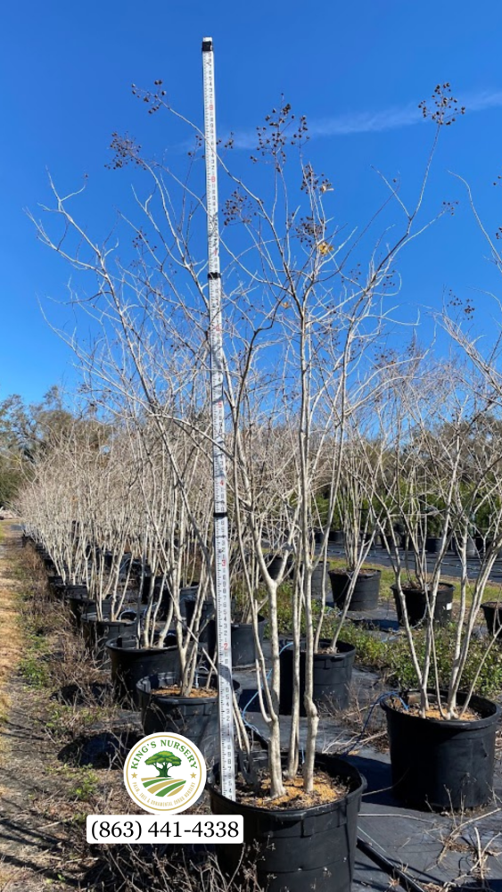 lagerstroemia-fauriei-muskogee-japanese-crape-myrtle