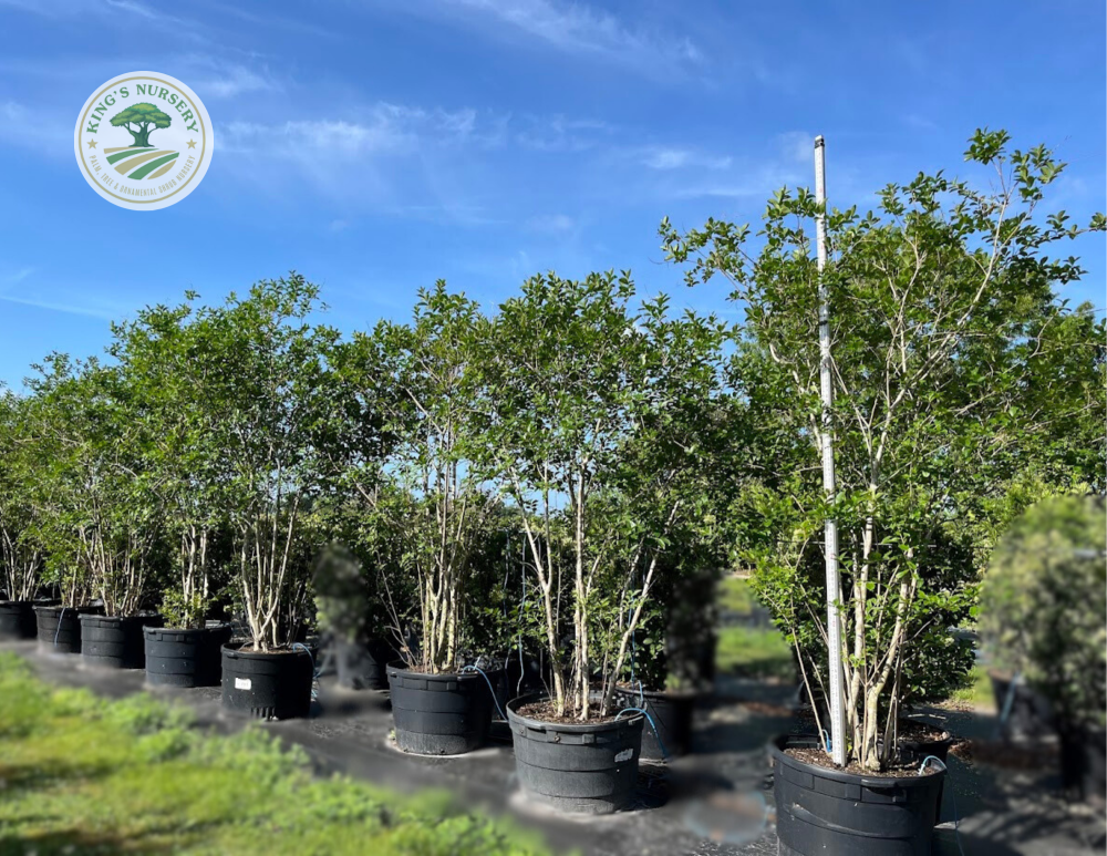 lagerstroemia-fauriei-muskogee-japanese-crape-myrtle