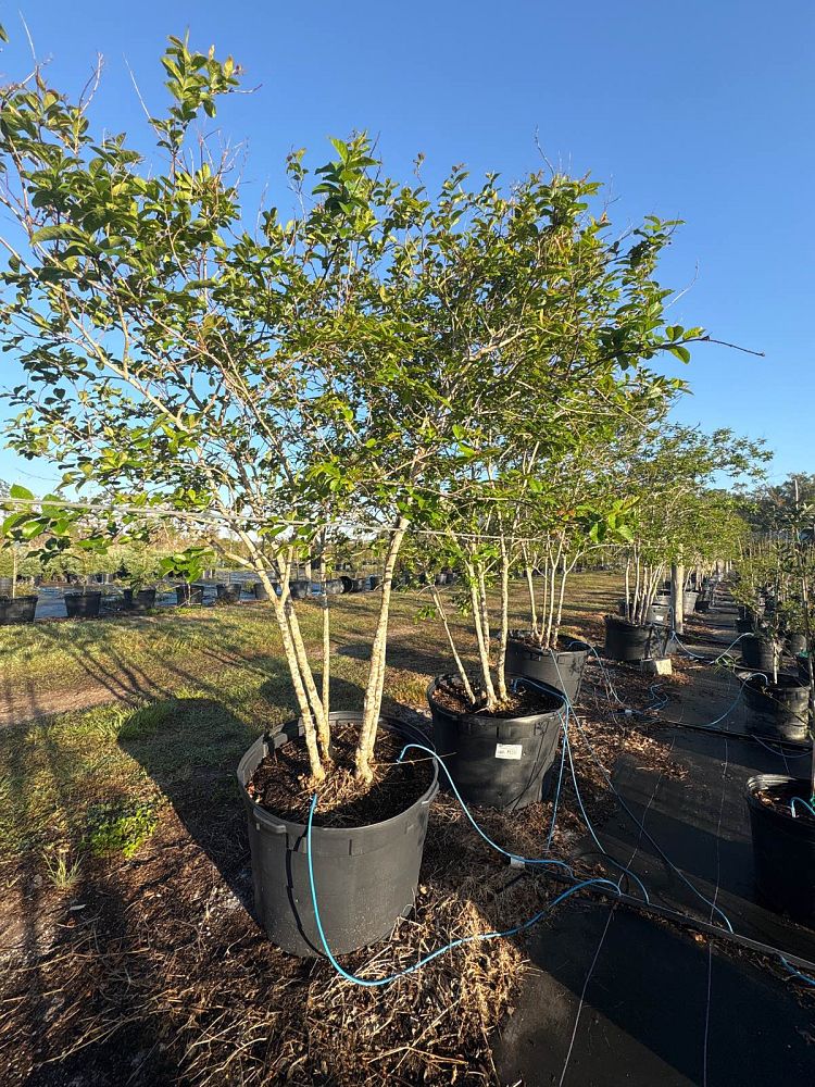 lagerstroemia-fauriei-muskogee-japanese-crape-myrtle