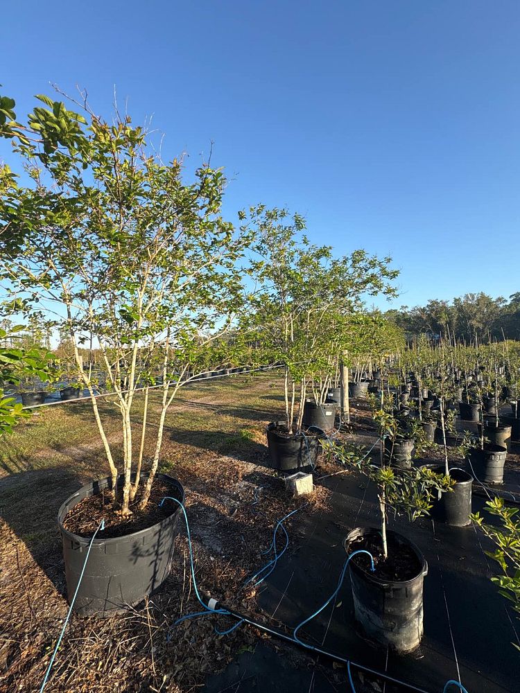 lagerstroemia-fauriei-muskogee-japanese-crape-myrtle