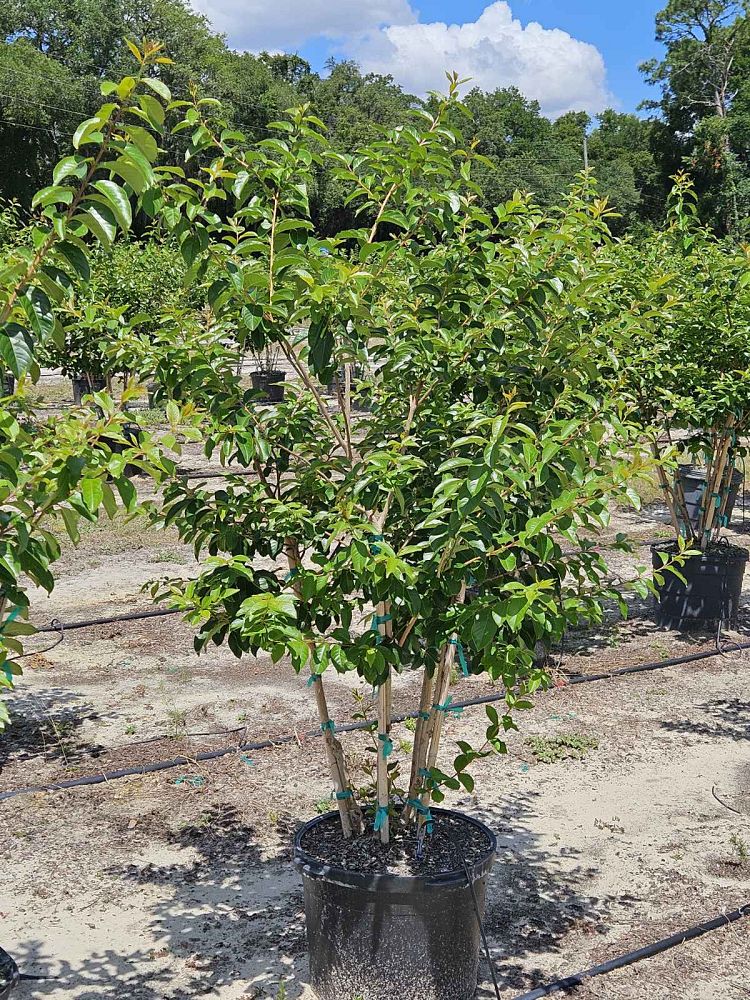 lagerstroemia-fauriei-muskogee-japanese-crape-myrtle