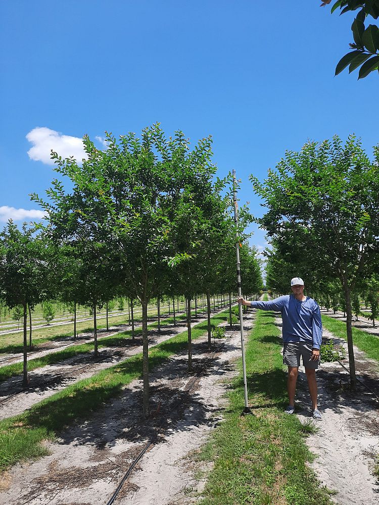 lagerstroemia-fauriei-muskogee-japanese-crape-myrtle