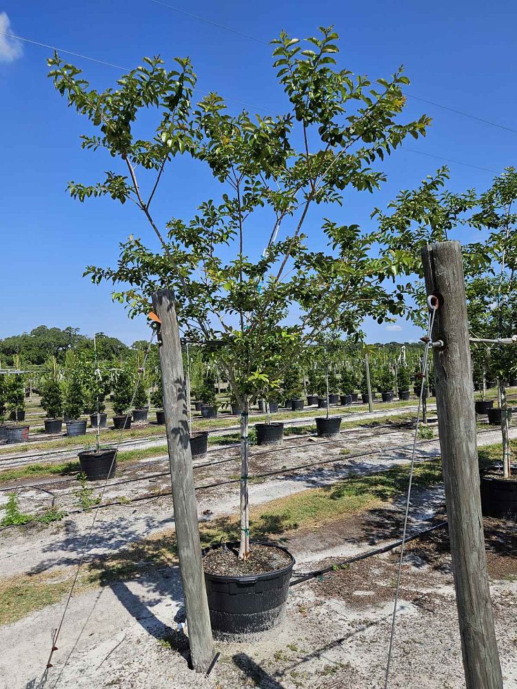 lagerstroemia-fauriei-muskogee-japanese-crape-myrtle