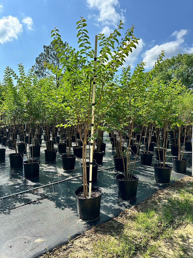 lagerstroemia-fauriei-muskogee-japanese-crape-myrtle