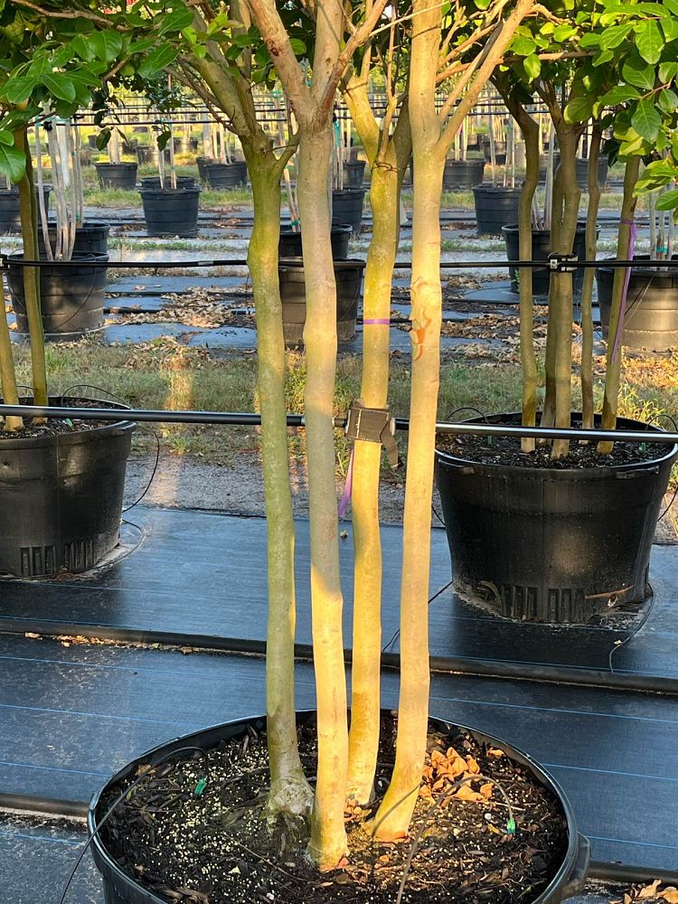lagerstroemia-fauriei-muskogee-japanese-crape-myrtle