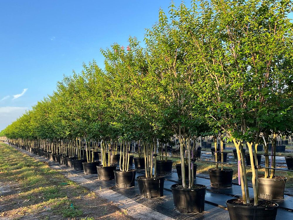 lagerstroemia-fauriei-muskogee-japanese-crape-myrtle