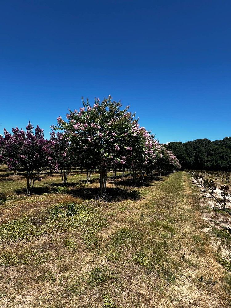 lagerstroemia-fauriei-muskogee-japanese-crape-myrtle