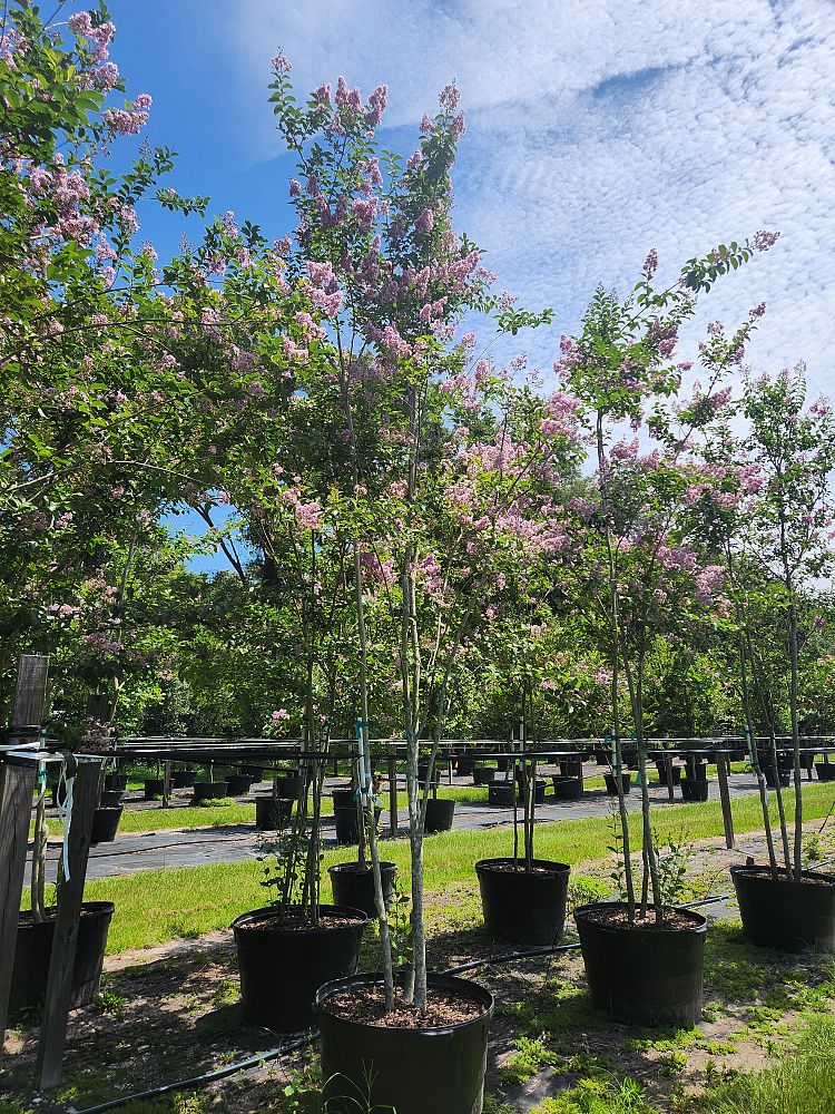 lagerstroemia-fauriei-muskogee-japanese-crape-myrtle