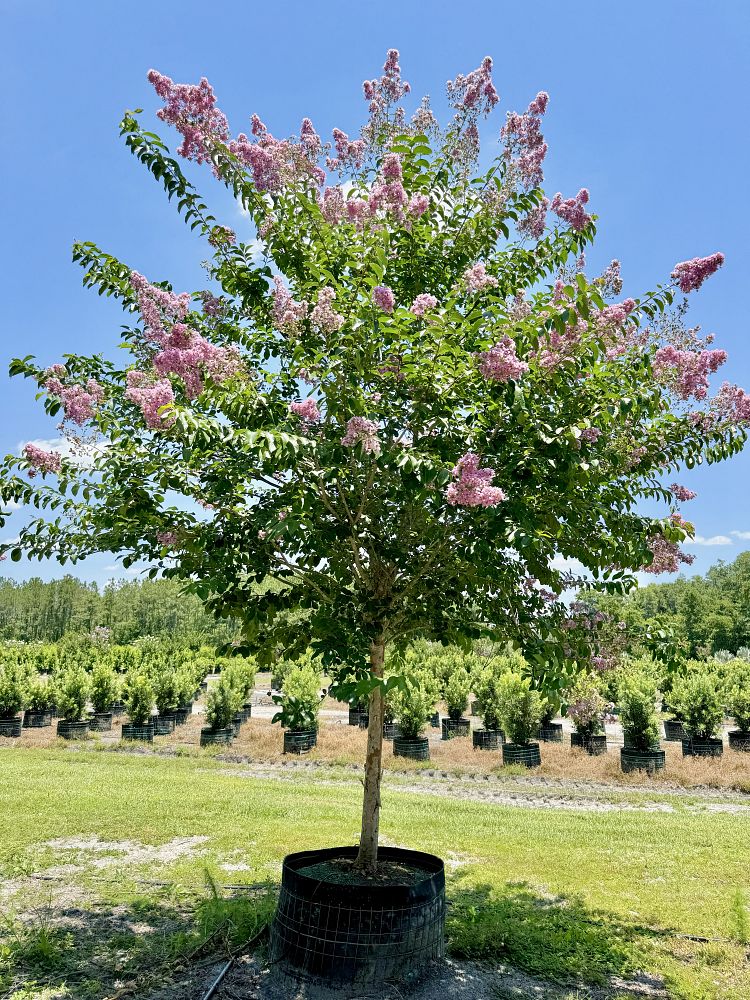 lagerstroemia-fauriei-muskogee-japanese-crape-myrtle