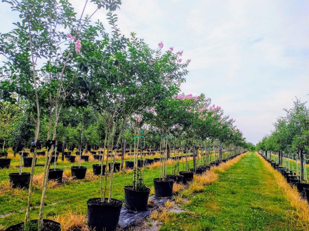 lagerstroemia-fauriei-muskogee-japanese-crape-myrtle