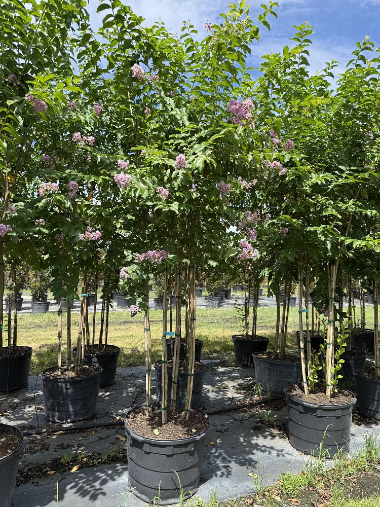lagerstroemia-fauriei-muskogee-japanese-crape-myrtle