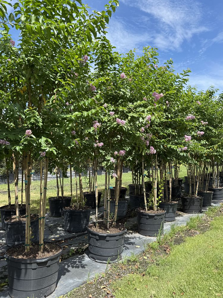 lagerstroemia-fauriei-muskogee-japanese-crape-myrtle