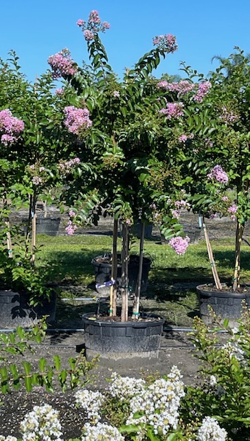 lagerstroemia-fauriei-muskogee-japanese-crape-myrtle