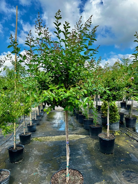 lagerstroemia-fauriei-muskogee-japanese-crape-myrtle