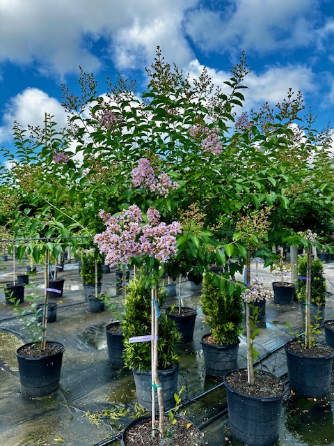 lagerstroemia-fauriei-muskogee-japanese-crape-myrtle
