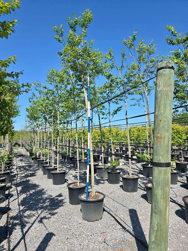 lagerstroemia-fauriei-muskogee-japanese-crape-myrtle