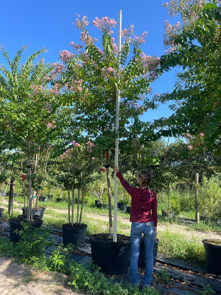 lagerstroemia-fauriei-muskogee-japanese-crape-myrtle