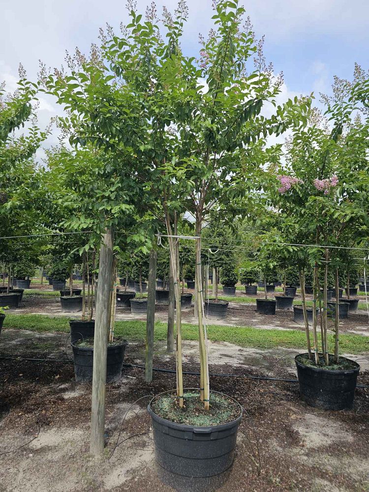 lagerstroemia-fauriei-muskogee-japanese-crape-myrtle