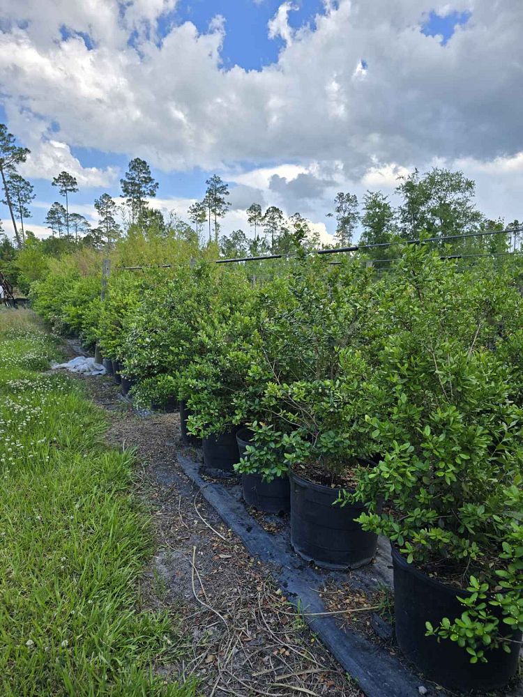 lagerstroemia-fauriei-muskogee-japanese-crape-myrtle