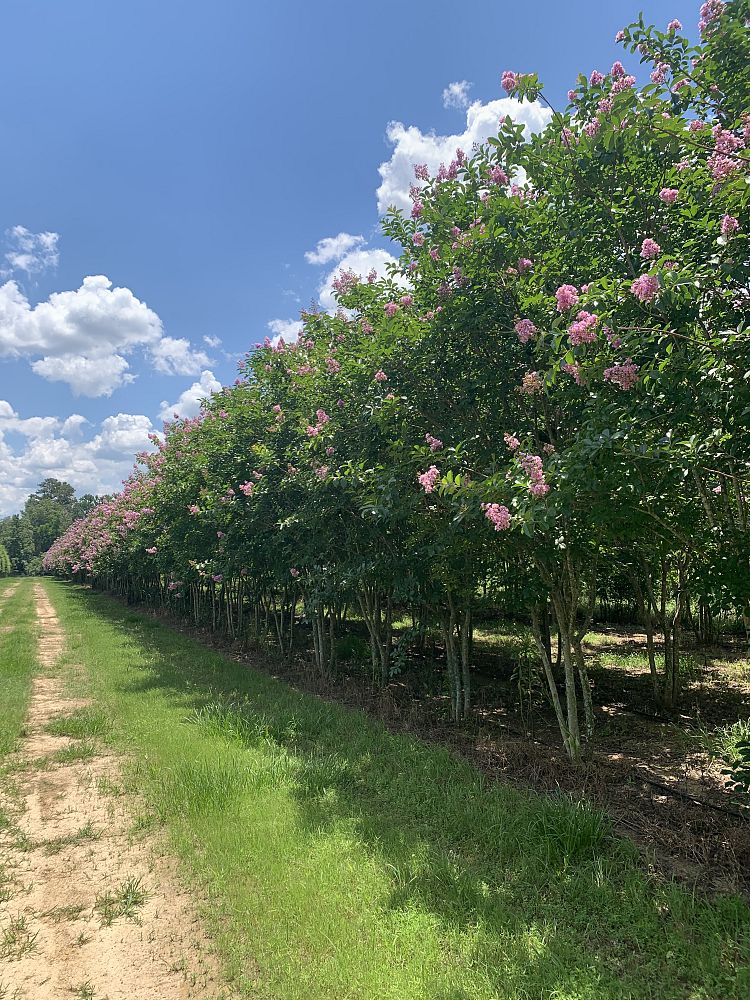 lagerstroemia-fauriei-muskogee-japanese-crape-myrtle