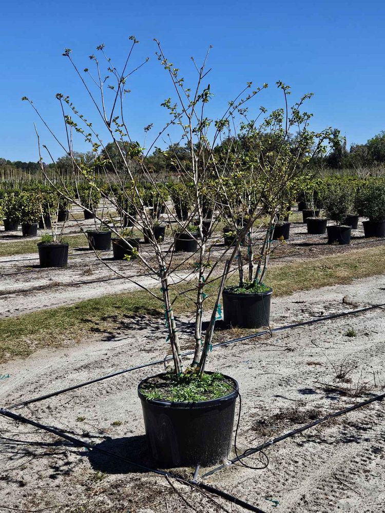 lagerstroemia-fauriei-muskogee-japanese-crape-myrtle