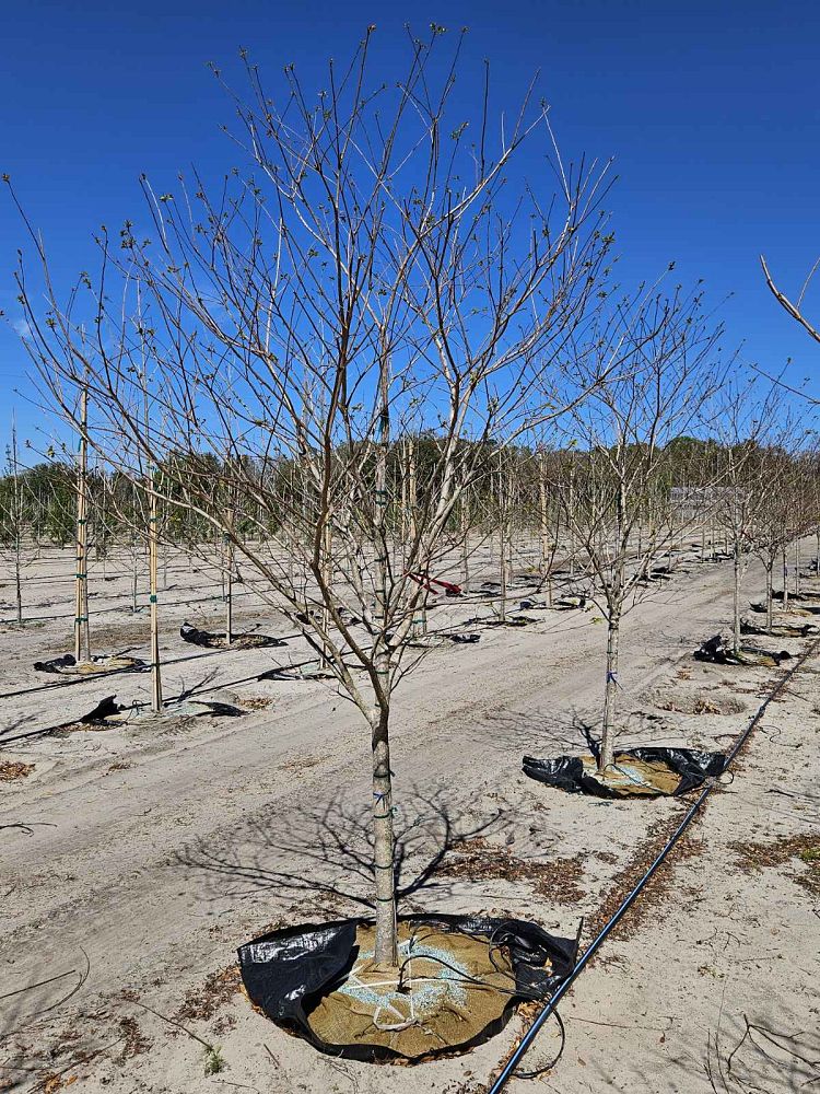 lagerstroemia-fauriei-muskogee-japanese-crape-myrtle