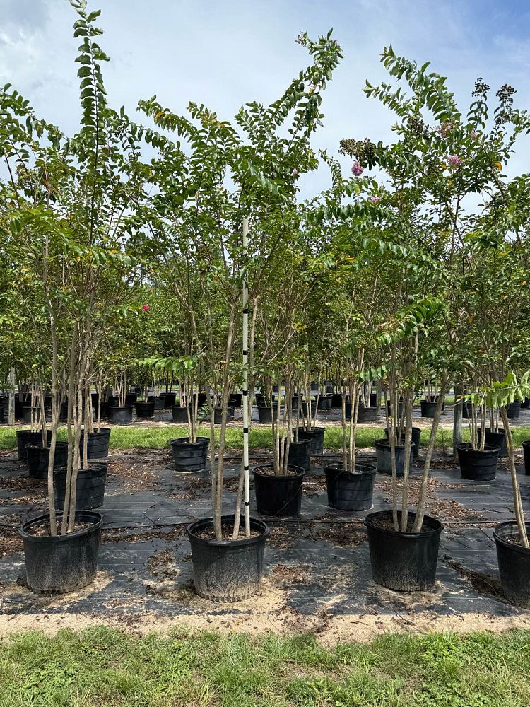 lagerstroemia-fauriei-muskogee-japanese-crape-myrtle