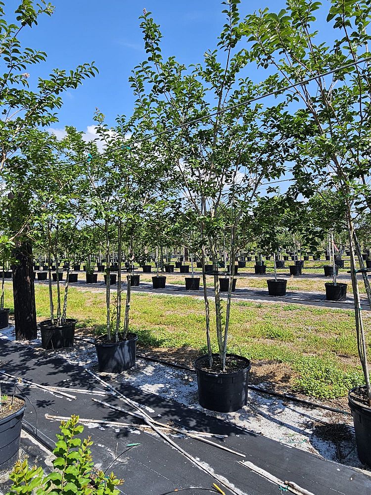 lagerstroemia-fauriei-muskogee-japanese-crape-myrtle