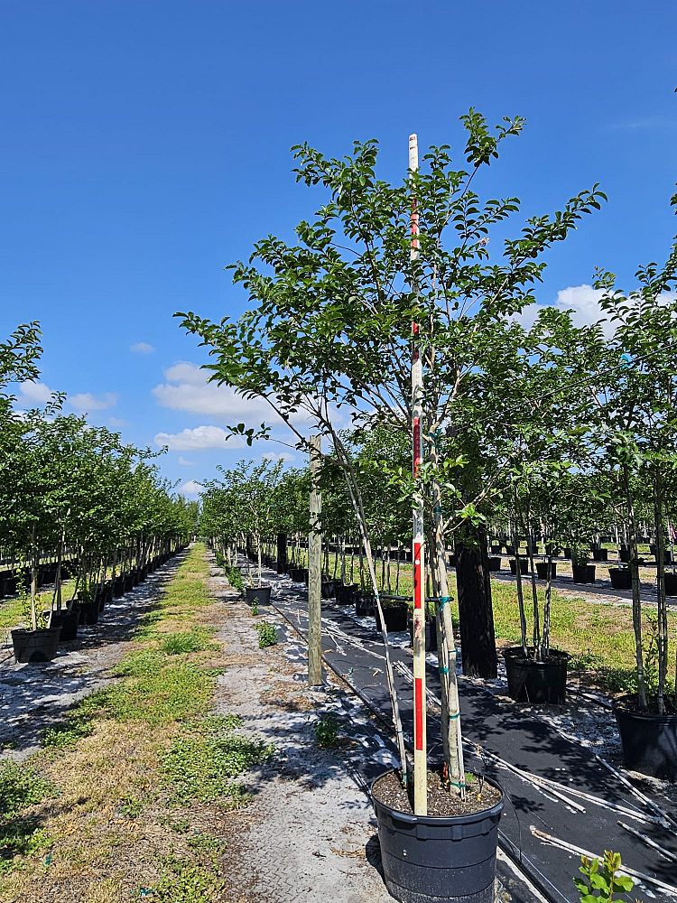 lagerstroemia-fauriei-muskogee-japanese-crape-myrtle