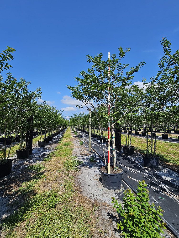 lagerstroemia-fauriei-muskogee-japanese-crape-myrtle