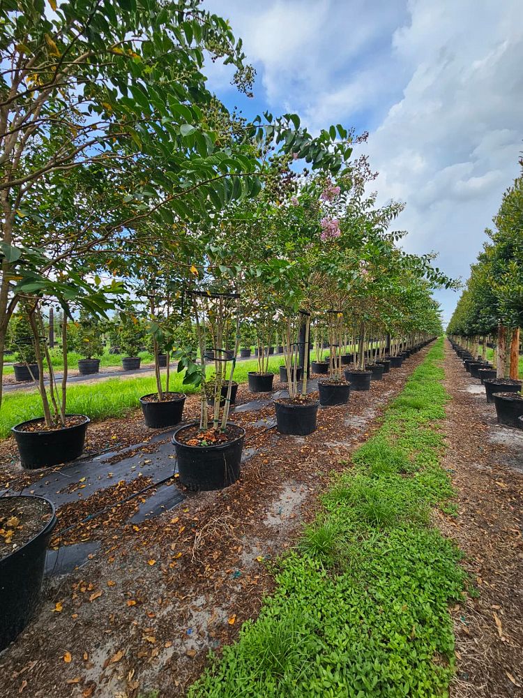 lagerstroemia-fauriei-muskogee-japanese-crape-myrtle
