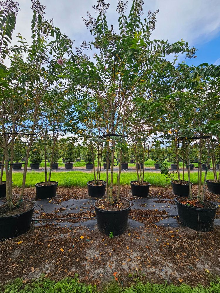lagerstroemia-fauriei-muskogee-japanese-crape-myrtle