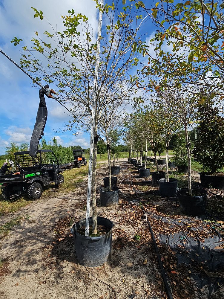 lagerstroemia-fauriei-muskogee-japanese-crape-myrtle