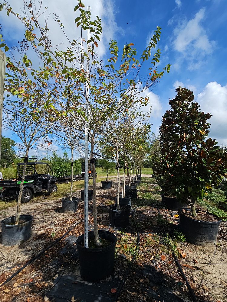 lagerstroemia-fauriei-muskogee-japanese-crape-myrtle